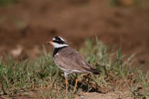 00449-Common_Ringed_Plover