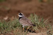 00449-Common_Ringed_Plover