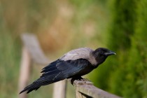 00450-Hooded_Crow