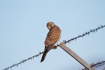 00451-Common_Kestrel