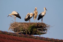 00452-White_Storks