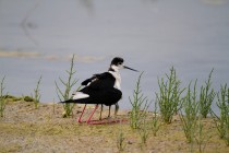 00453-Black-winged_Stilts