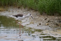 00454-Black-winged_Stilt