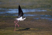 00455-Black-winged_Stilt