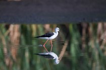 00456-Black-winged_Stilt