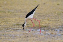 00457-Black-winged_Stilt