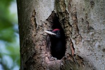 00458-Black_Woodpecker