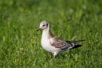 00461-Black-headed_Gull