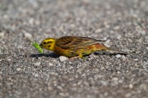 00462-Yellowhammer