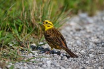 00463-Yellowhammer