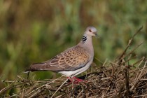 00464-European_Turtle_Dove