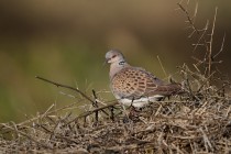 00465-European_Turtle_Dove