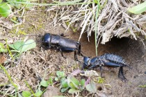 00466-Field_Cricket