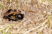 00467-Field_Cricket