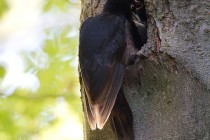 00468-Black_Woodpecker