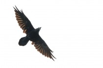 00469-Common_Raven