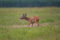 00470-Roe_Deer