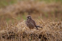 00471-Common_Kestrel