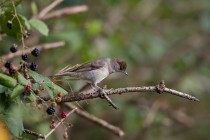 00472-Blackcap