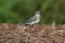 00473-White_Wagtail