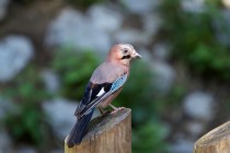 00474-Eurasian_Jay