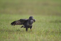 00475-Common_Buzzard