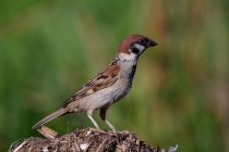 00476-Eurasian_Tree_Sparrow