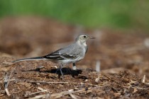 00477-White_Wagtail