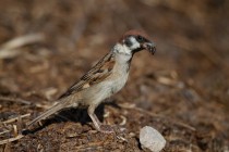 00478-Eurasian_Tree_Sparrow