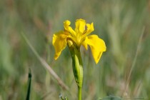 00479-Yellow_Flag_Iris