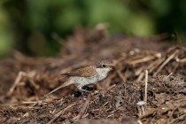 00480-Red-backed_Shrike