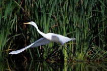 00481-Great_Egret