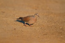 00482-European_Turtle_Dove