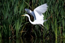 00483-Great_Egret