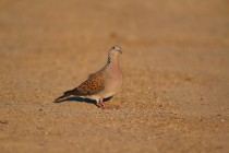 00484-European_Turtle_Dove