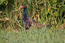 00485-Common_Pheasant