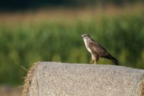 00486-Common_Buzzard