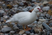 00306-Muscovy_Duck