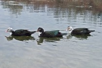 00307-Muscovy_Ducks