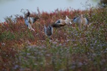 00489-Eurasian_Collared_Doves