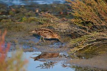 00490-Common_Snipe