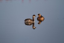 00491-Black-necked_and_Little_Grebe
