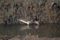 00492-Common_Greenshank