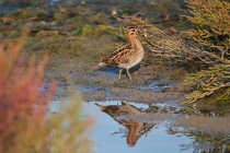 00493-Common_Snipe