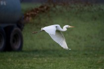 00495-Great_Egret