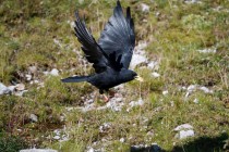 00496-Alpine_Chough