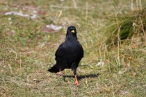 00497-Alpine_Chough