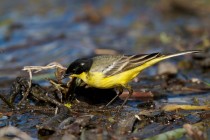 00498-Yellow_Wagtail