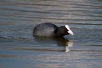 00499-Eurasian_Coot