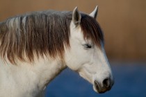 00500-Camargue_Horse